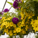 hanging basket of flowers yellow